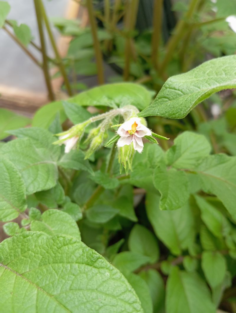 Solanum tuberosum